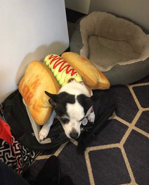 10FoldComms's tweet photo. We hope everyone had a fun and safe #Howloween! Here are some of our beloved #PRpets who made sure they didn't miss our on the festivites. Who's your favorite? (Part 1) https://t.co/4dlblyV9J6
