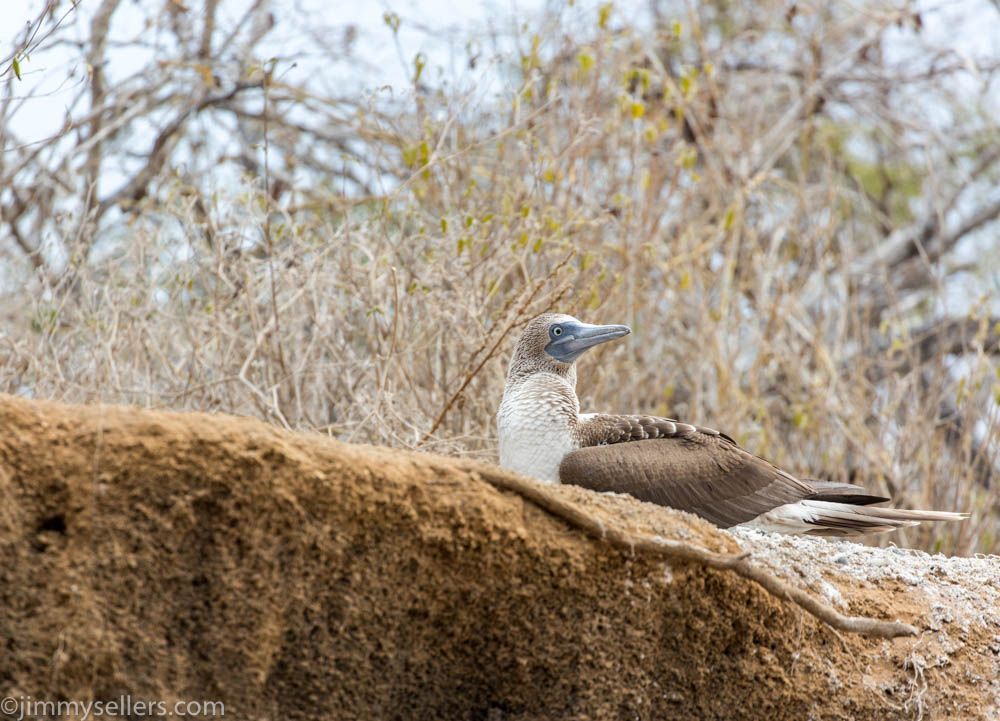 This booby is looking at ME. now I know how it feels, #metoo
#equator #galapagos #ecuador #galapagosislands #photography #outdoorphotography #smallboat #naturephotography #islandphotography #bird #birds #birdphotography #wildlife #wildlifephotography #bluefooted #bluefootedbooby