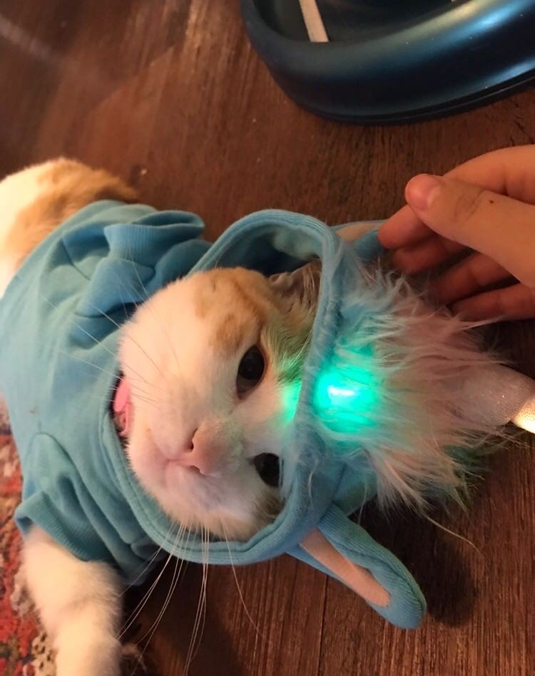 10FoldComms's tweet photo. We hope everyone had a fun and safe #Howloween! Here are some of our beloved #PRpets who made sure they didn't miss our on the festivites. Who's your favorite? (Part 2) https://t.co/2qnOKBsXAQ
