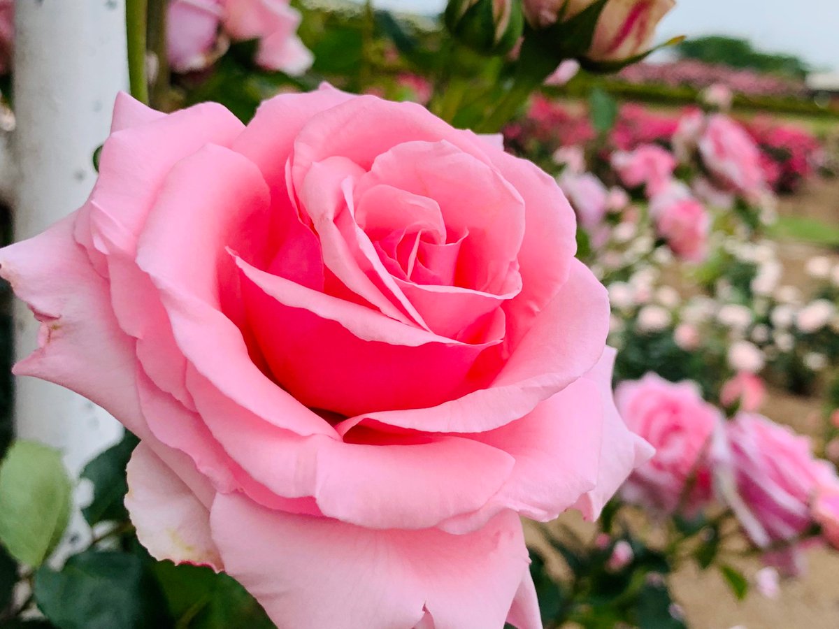 Iwa1122rose 薔薇は 羽衣 はごろも Rose Hagoromo Good Morning 素敵な一日を ೫ ෆ ೨ ๑ ᴗ ๑ Garden Rose Flower Japan