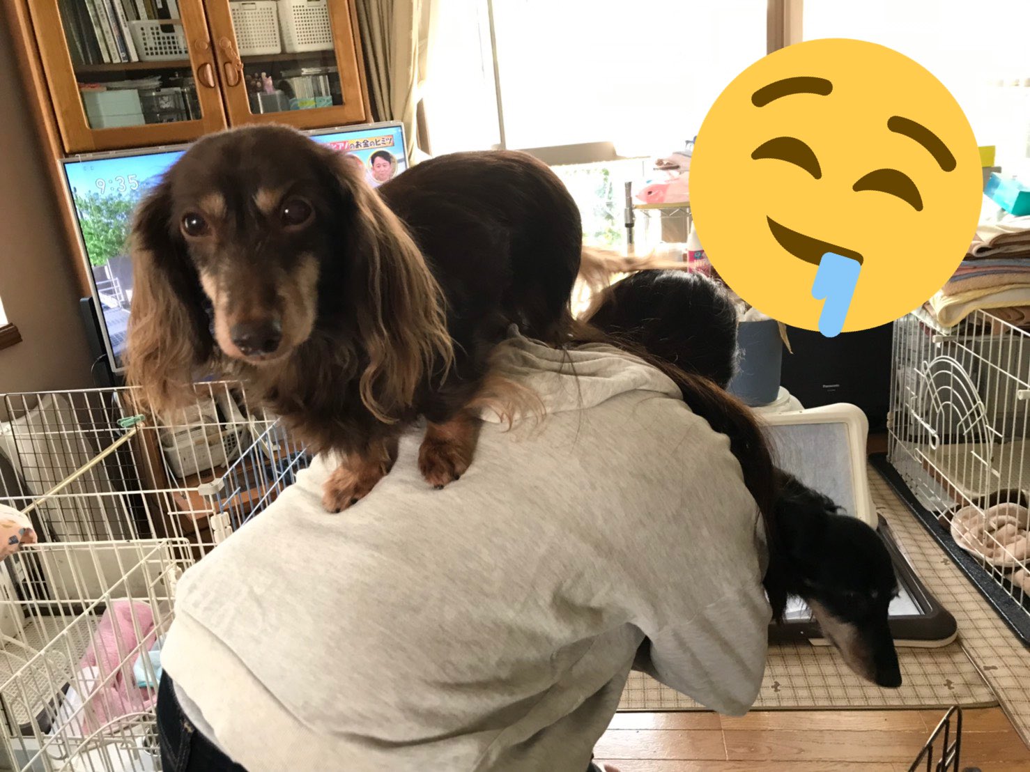 しのみや 犬垢 5wans Wrwr Twitter