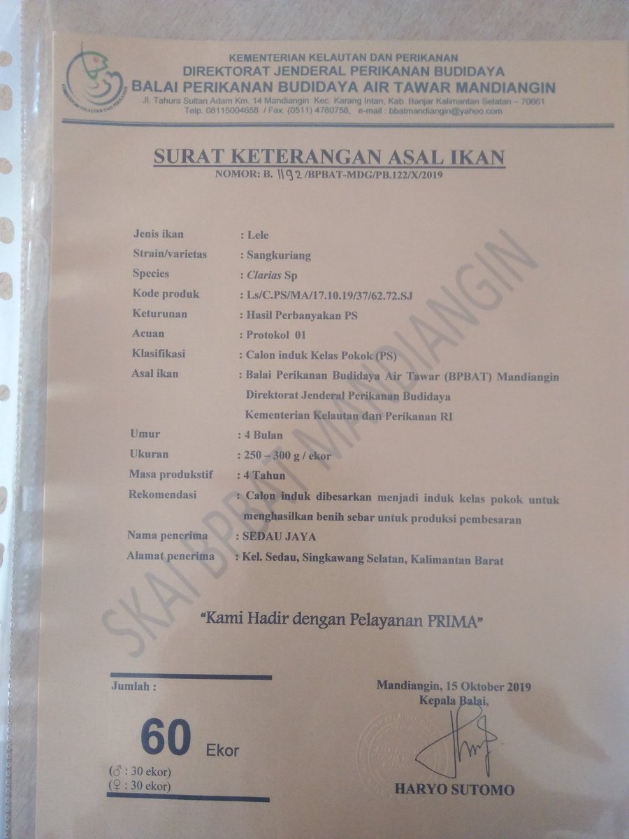 Luhkan_SKW's tweet photo. Penyerahan surat keterangan asal ikan, oleh kasi budidaya dan PPB kota singkawang kepada Pokdakan singkawang bantuan induk dari :  @bpbatmandiangin @BudidayaKKP @mzulficar @kkp @Edhy_Prabowo https://t.co/Wrrn1agUrW