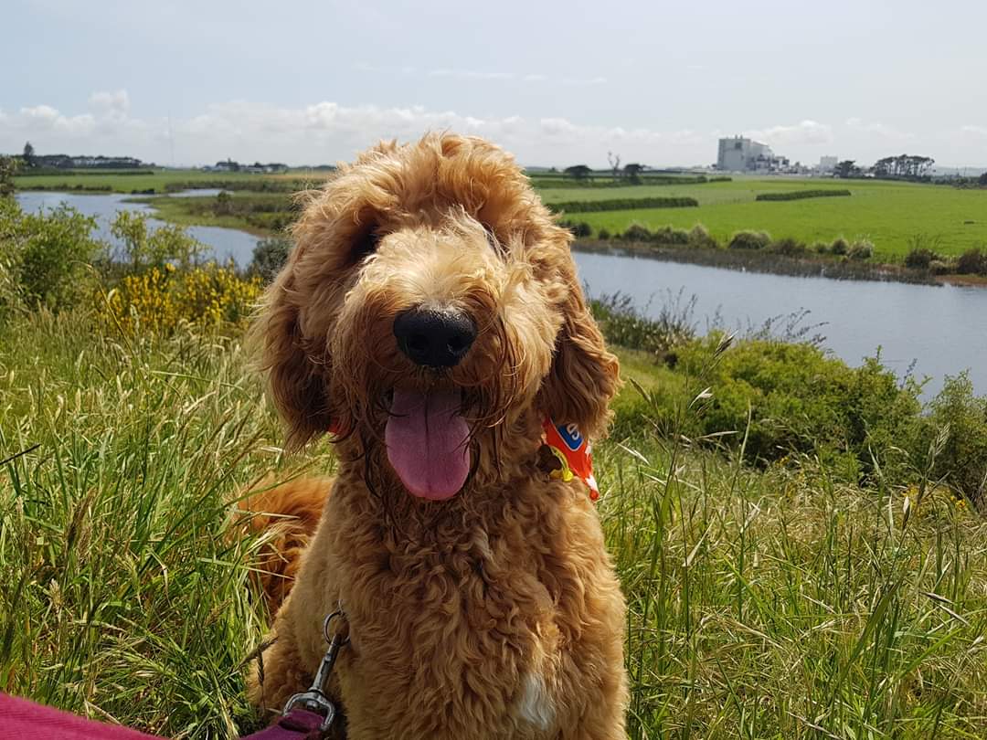 foreverfalcon's tweet photo. #SPCA #PAWWALK fabulous day for  a stroll with some beautiful dogs https://t.co/v7EAvmeiDz