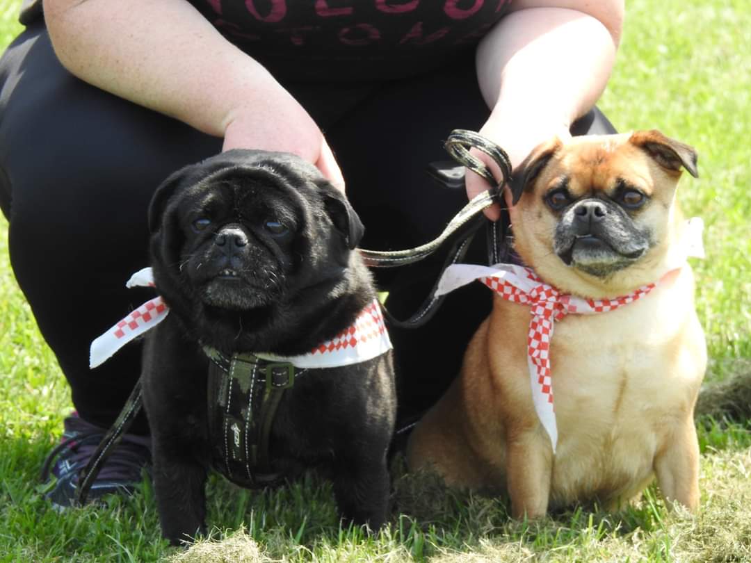 foreverfalcon's tweet photo. #SPCA #PAWWALK fabulous day for  a stroll with some beautiful dogs https://t.co/F83nTzHZUi