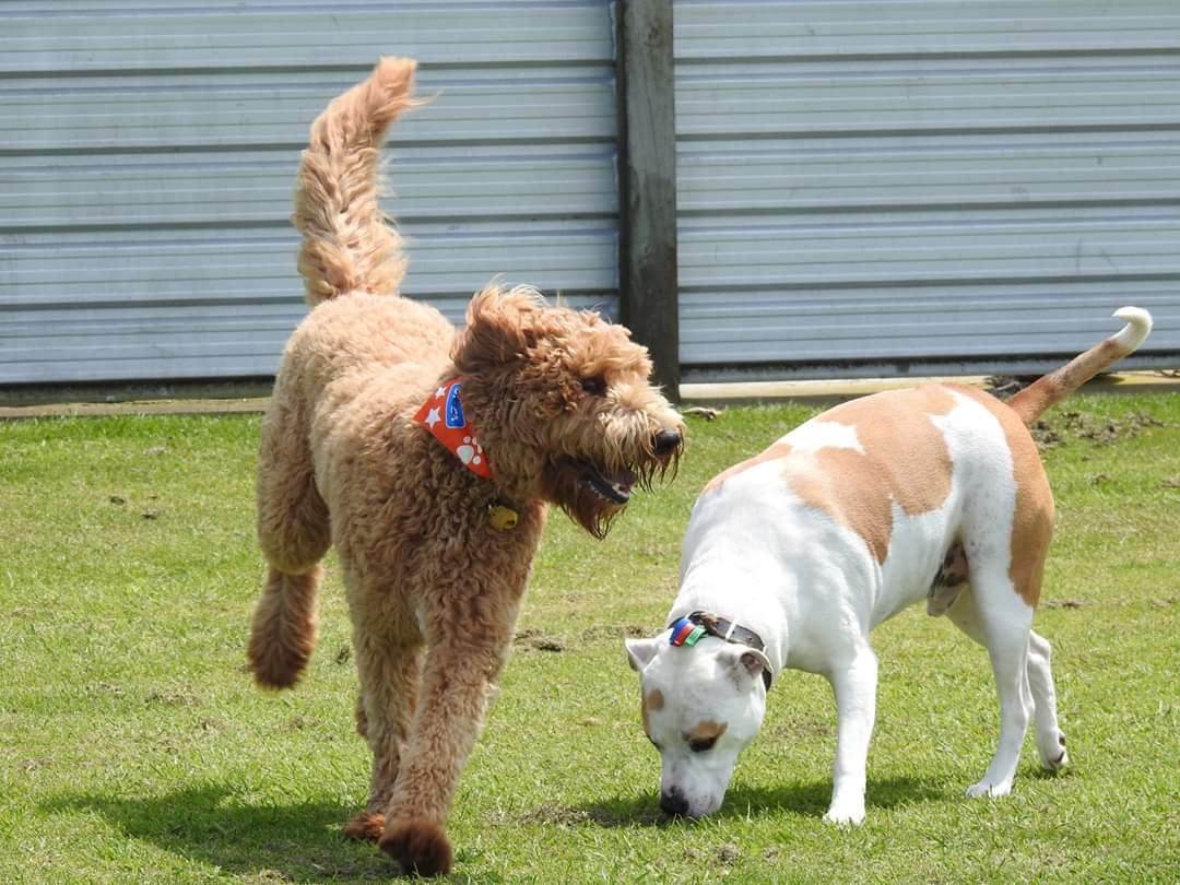 foreverfalcon's tweet photo. #SPCA #PAWWALK fabulous day for  a stroll with some beautiful dogs https://t.co/XRnUyCyPZ8