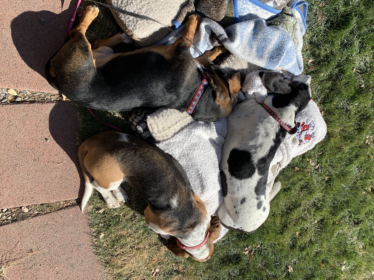 BassetFam's tweet photo. The Official Christmas Decoration Committee has convened once again!  The verdict this year is... well you can see how they feel 😂 #pawfection. @ErinSamanthaK https://t.co/XBSXi2MBQ1