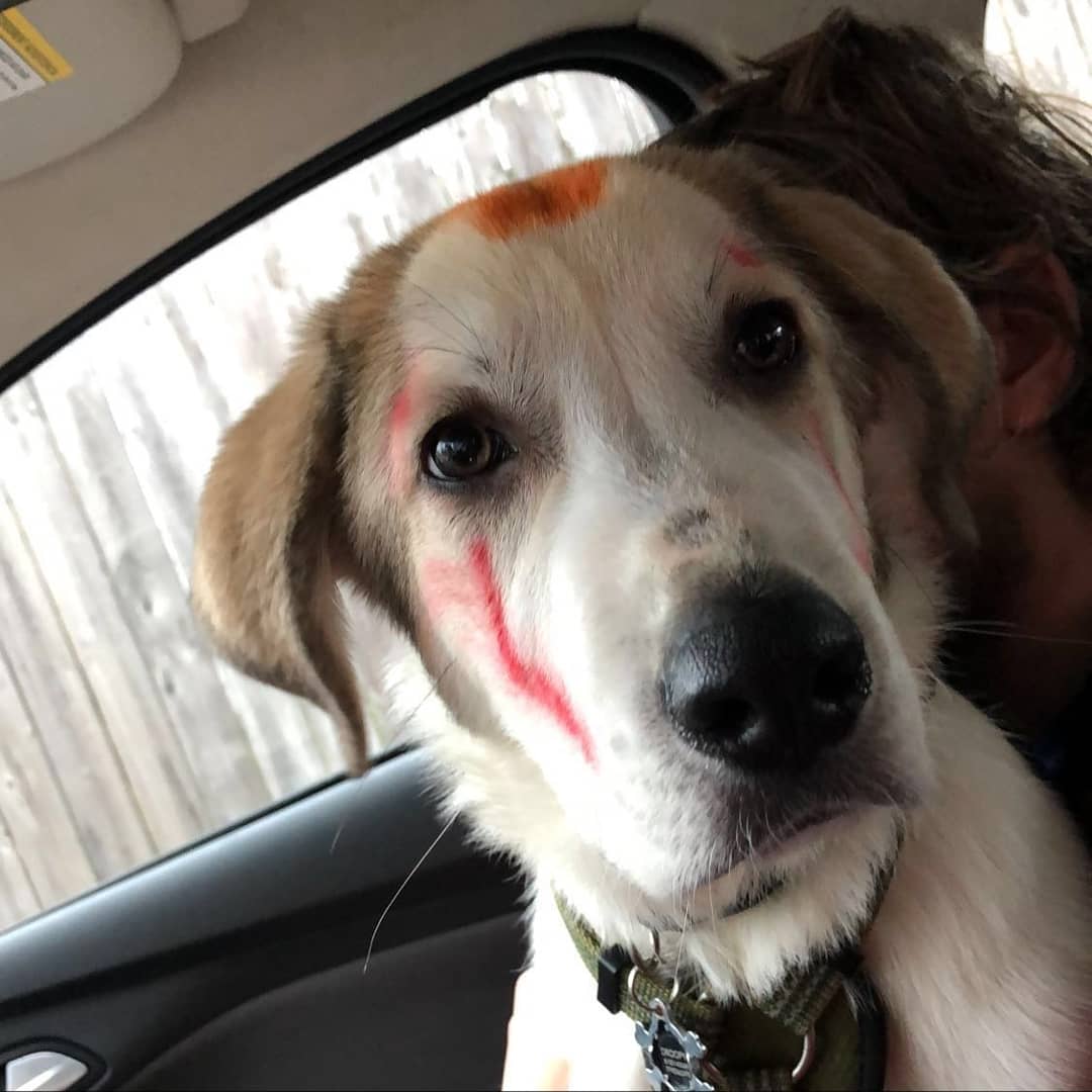 SuperDuperLain's tweet photo. Droopy and Misty were the cutest Pennywise and Jack Skellington, and you can't even deny it https://t.co/Cb2rzaTKif