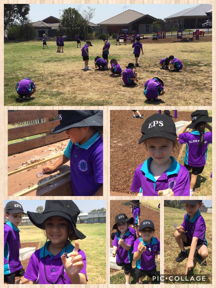 SimoneTree1's tweet photo. Walking Curriculum day 12 - After reading 'Tiny Seed' by Eric Carle KT went walking outside to explore what tiny things we could discover. #walkingcurriculum #epsoutside @PsElderslie https://t.co/doHaJgpgLz