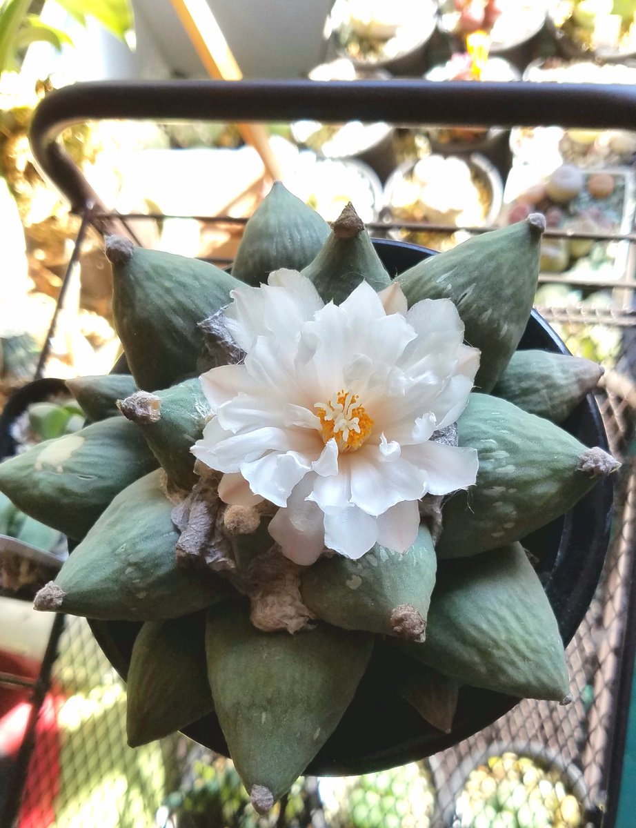 花牡丹 Twitter Search