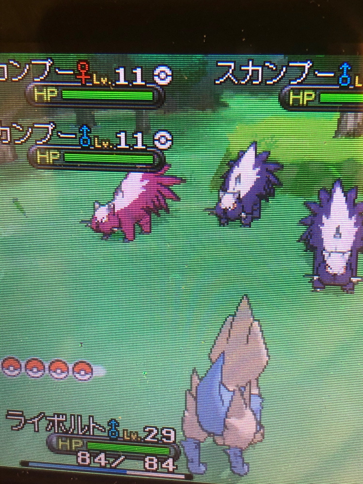 Lu4ne スカンプーの色違い ポケモンxy 色違い スカンプー T Co Edcij2dhoe Twitter