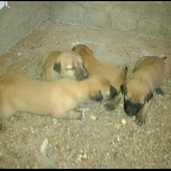 rajapalayam dog sales contact number