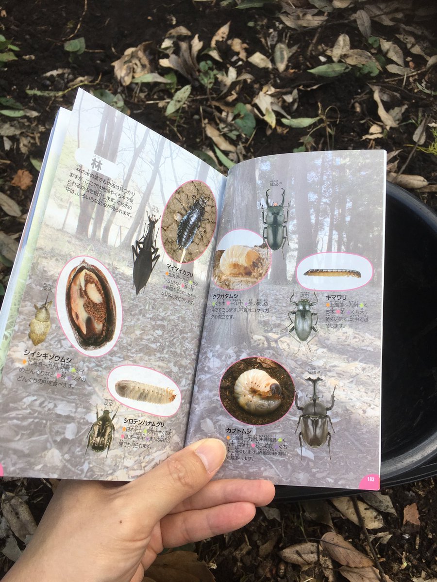 Moguchi シロテンハナムグリっていう虫の幼虫を大量に取ってる 気持ち悪いのでお見せはしない Moguchi シロテンハナムグリっていう虫の幼虫を大量に取ってる 気持ち悪いのでお見せはしない