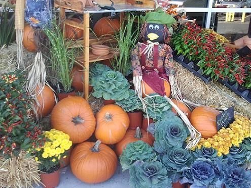 LifestyleSoln's tweet image. Life with Fall Foods is about so much more than food: It's about comfort foods, fall cooking, shopping, and dealing with the holidays!
healthy-diet-habits.com/fall-foods.html

#Fall #FallShopping #FallFoods #ComfortFood #FallCooking #Holidays