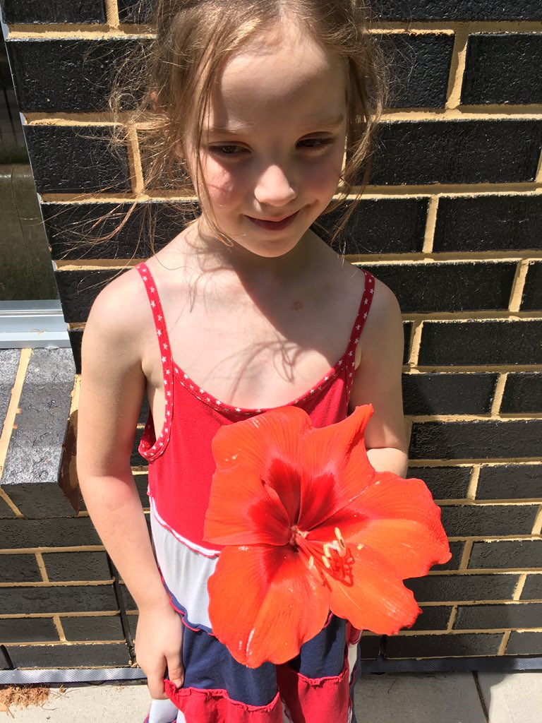 Very cool biophotonic crystals that are part of the petals of this clivia flower give gold iridescence