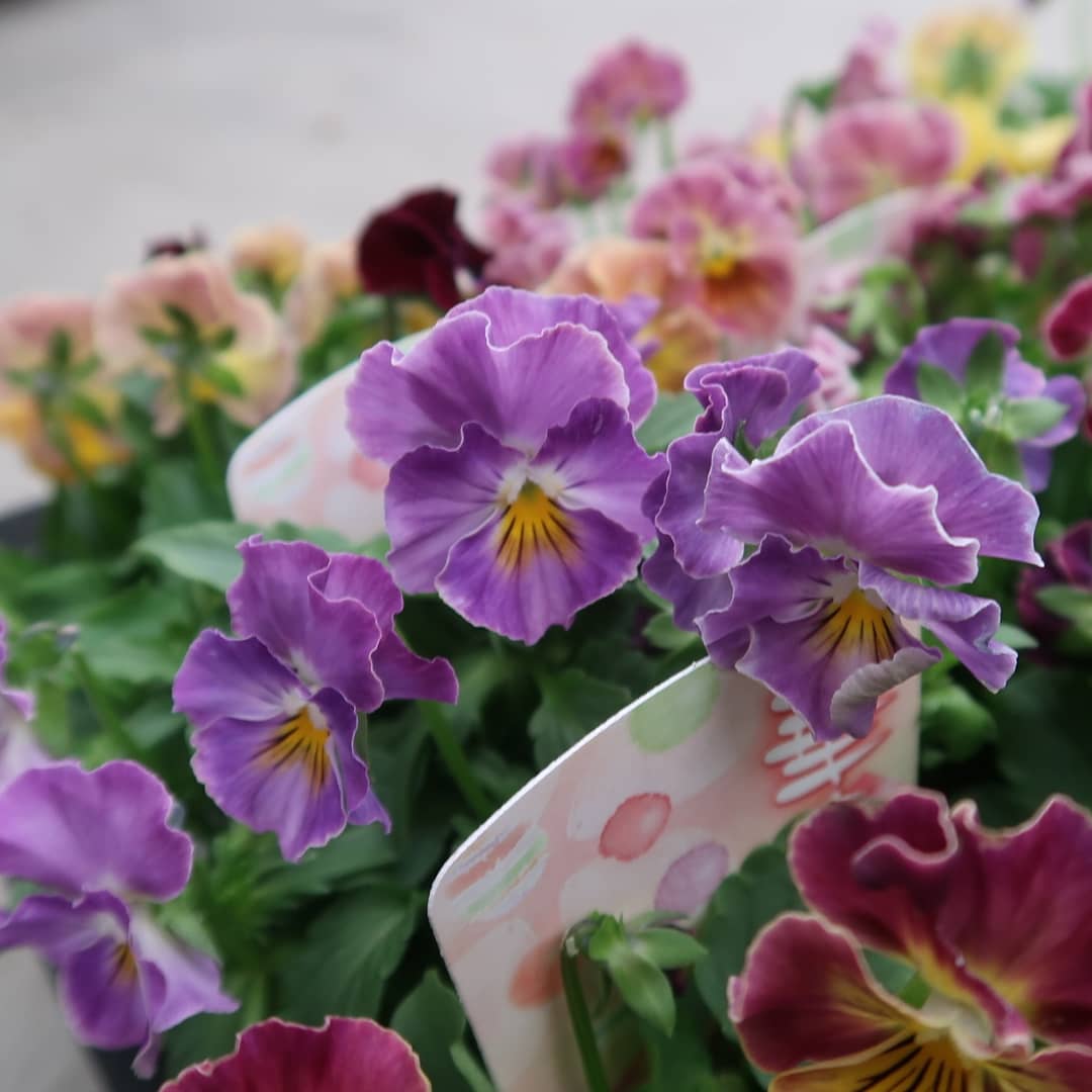フリル咲きパンジー(シエルブリエ)と小輪フリルビオラ華あられのギャザリングリース