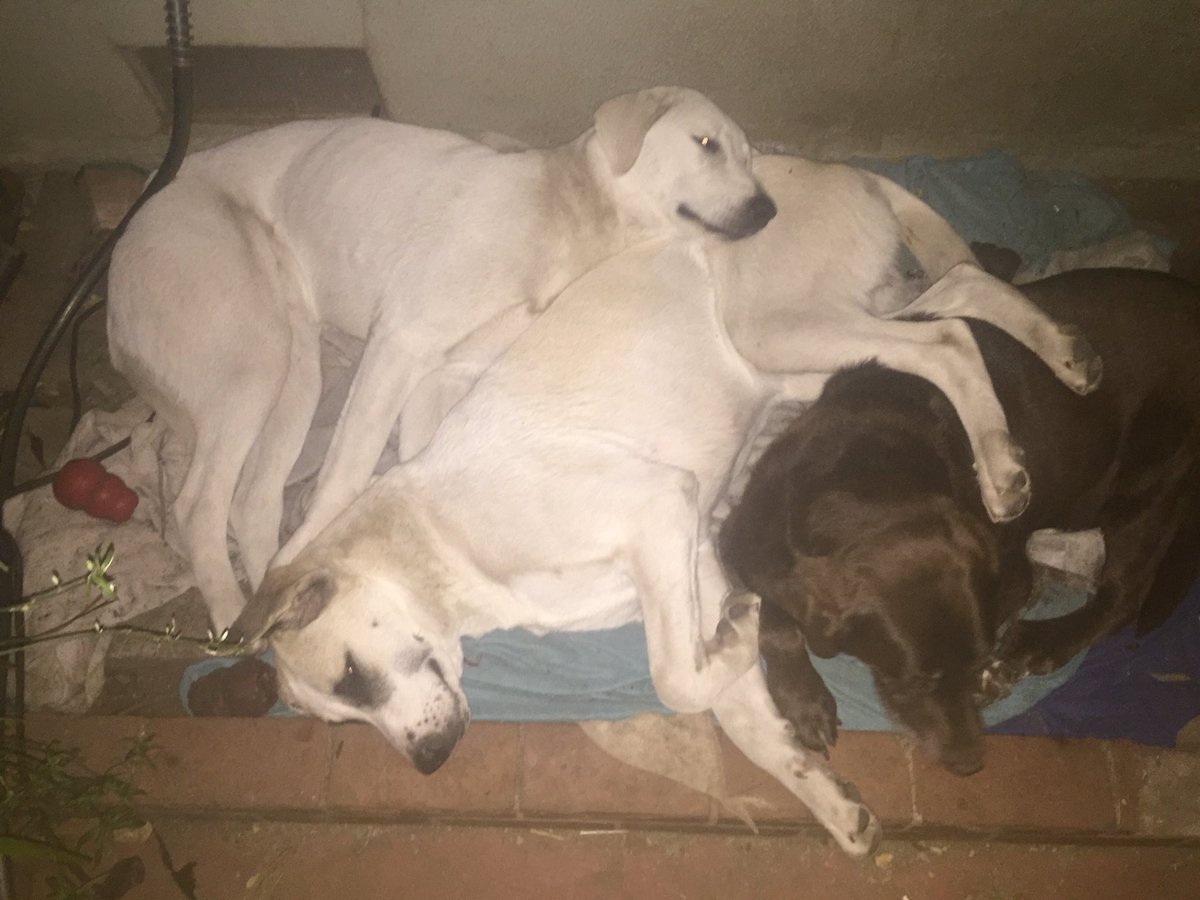 kudos2u18's tweet photo. This is how my dogs sleep! Jack is 12 years old and he loves these 9 month old pups. Obviously, they love him too! https://t.co/VCxoZT3PyU