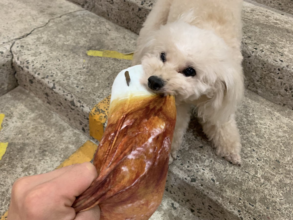 プーキーズ 犬用のちくわオモチャ ガサガサ鳴る でワイルドに遊ぶ プーキーズ みぃちゃん プードル めっちゃハッスル ちくわごときで てかなんでちくわw