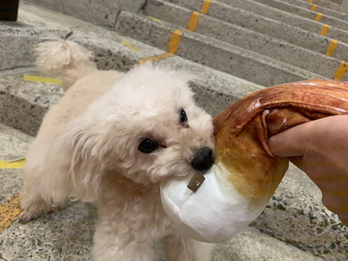 プーキーズ 犬用のちくわオモチャ ガサガサ鳴る でワイルドに遊ぶ プーキーズ みぃちゃん プードル めっちゃハッスル ちくわごときで てかなんでちくわw