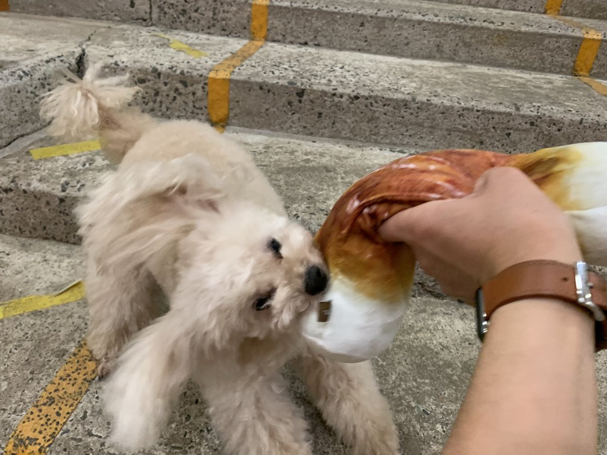 プーキーズ 犬用のちくわオモチャ ガサガサ鳴る でワイルドに遊ぶ プーキーズ みぃちゃん プードル めっちゃハッスル ちくわごときで てかなんでちくわw