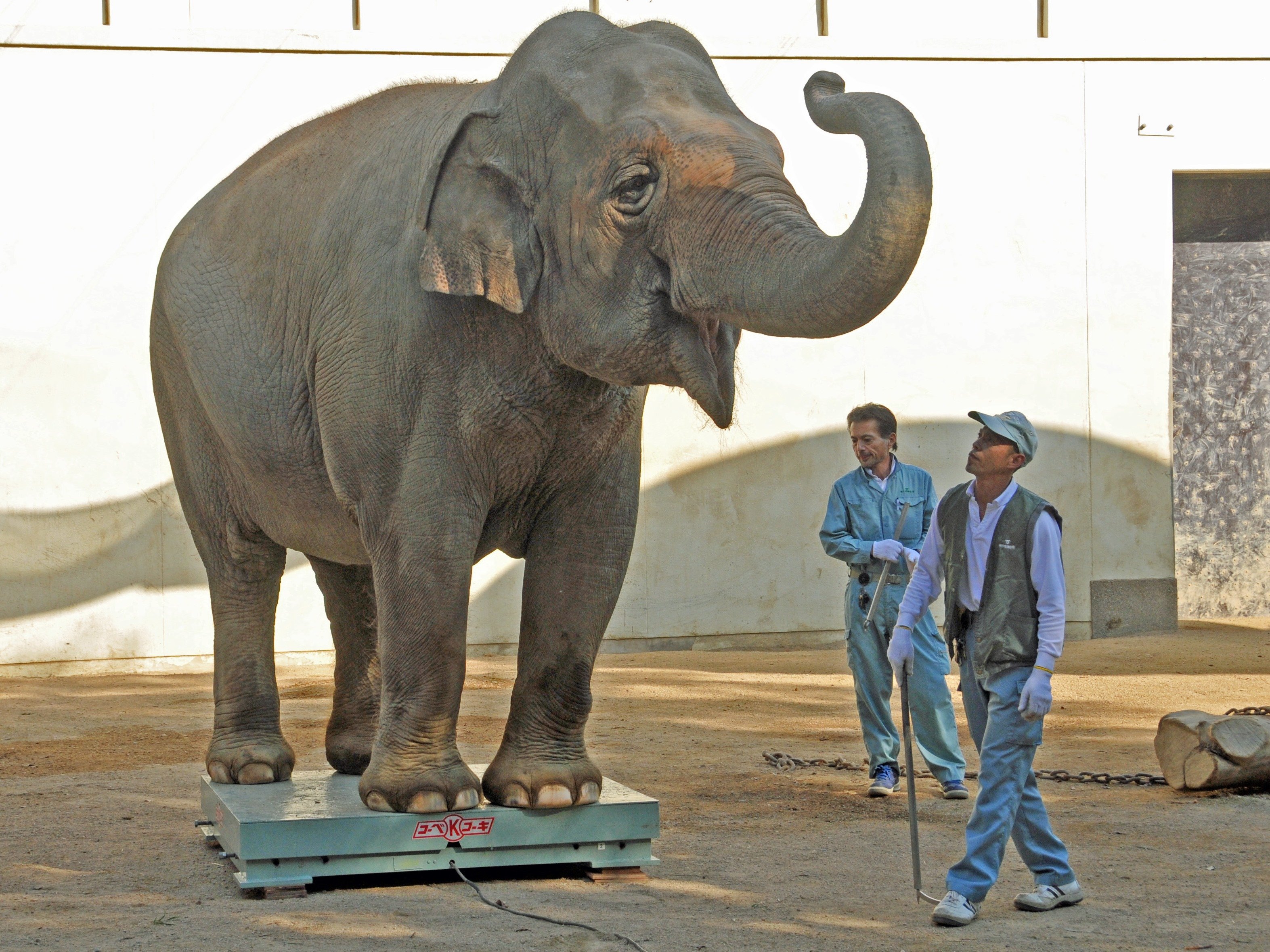 神戸市立王子動物園 公式 明日11月3日 日 は動物の体重をはかる集いを開催します ケヅメリクガメとアジアゾウの体重を はかります みんなどれくらい変わっているでしょうか クイズも行いますのでぜひお越しください イベントページ T