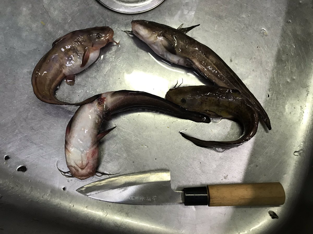 外道を食べよう ゴンズイと釣り餌 Togetter