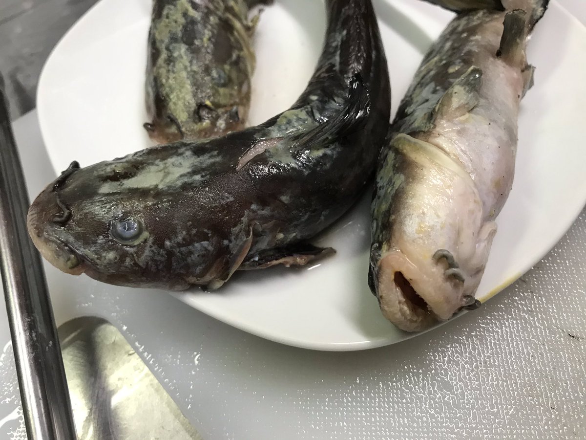 外道を食べよう ゴンズイと釣り餌 Togetter