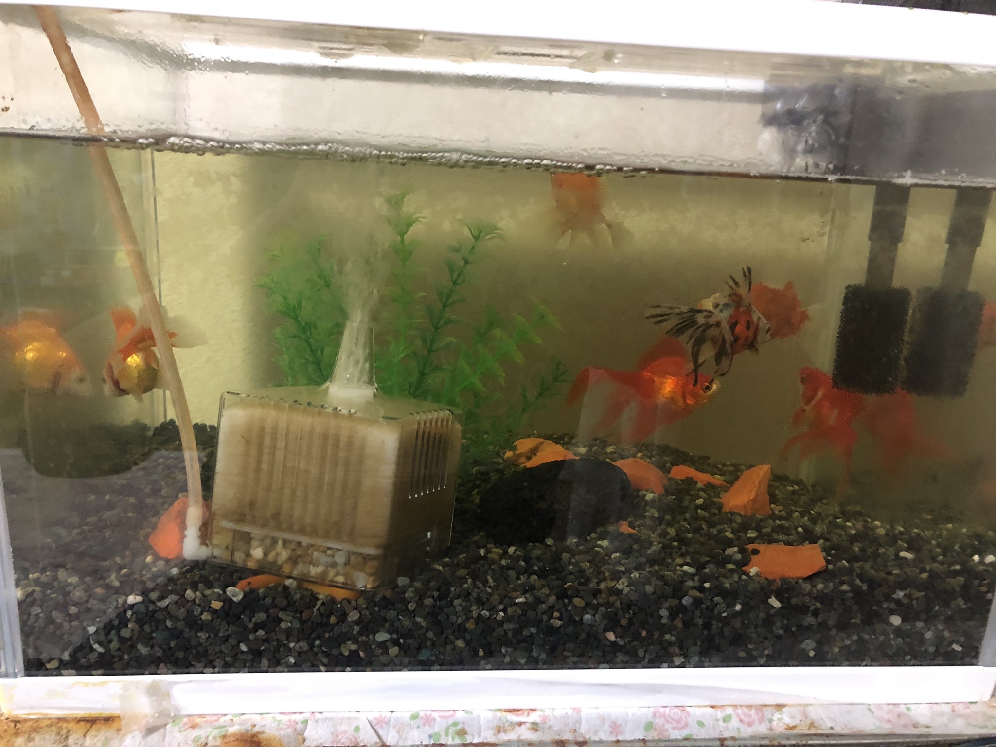 ぜつ モンハンプレイ中 45cm水槽の金魚たち 琉金 2 キャリコ 土佐金 3 T Co Mj3sb2gnse Twitter