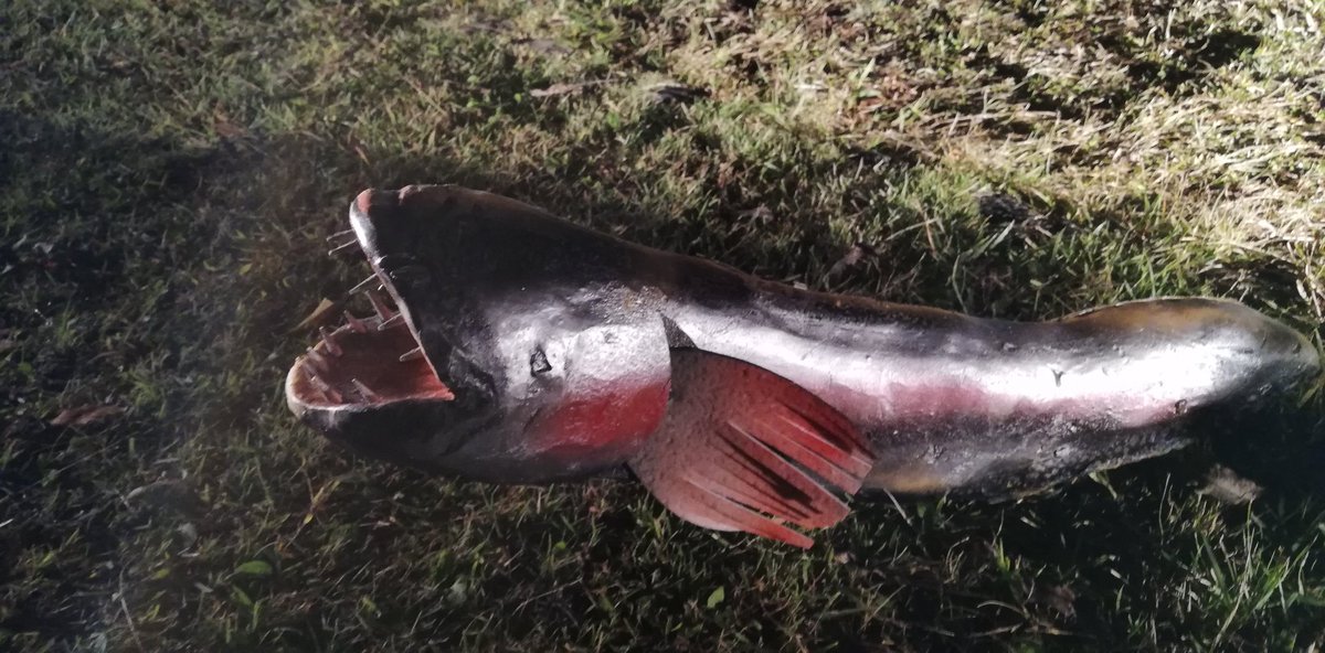 geijouten19's tweet image. tech-tech素晴らしい！観て、体感できるすごい作品でした！とってもキレイでしたー

他にも園内がライトアップされていて、きれいな写真がたくさん撮れると思います。とは言っても暗いので足元には注意です
ワラスボもいました！
#techtech2019