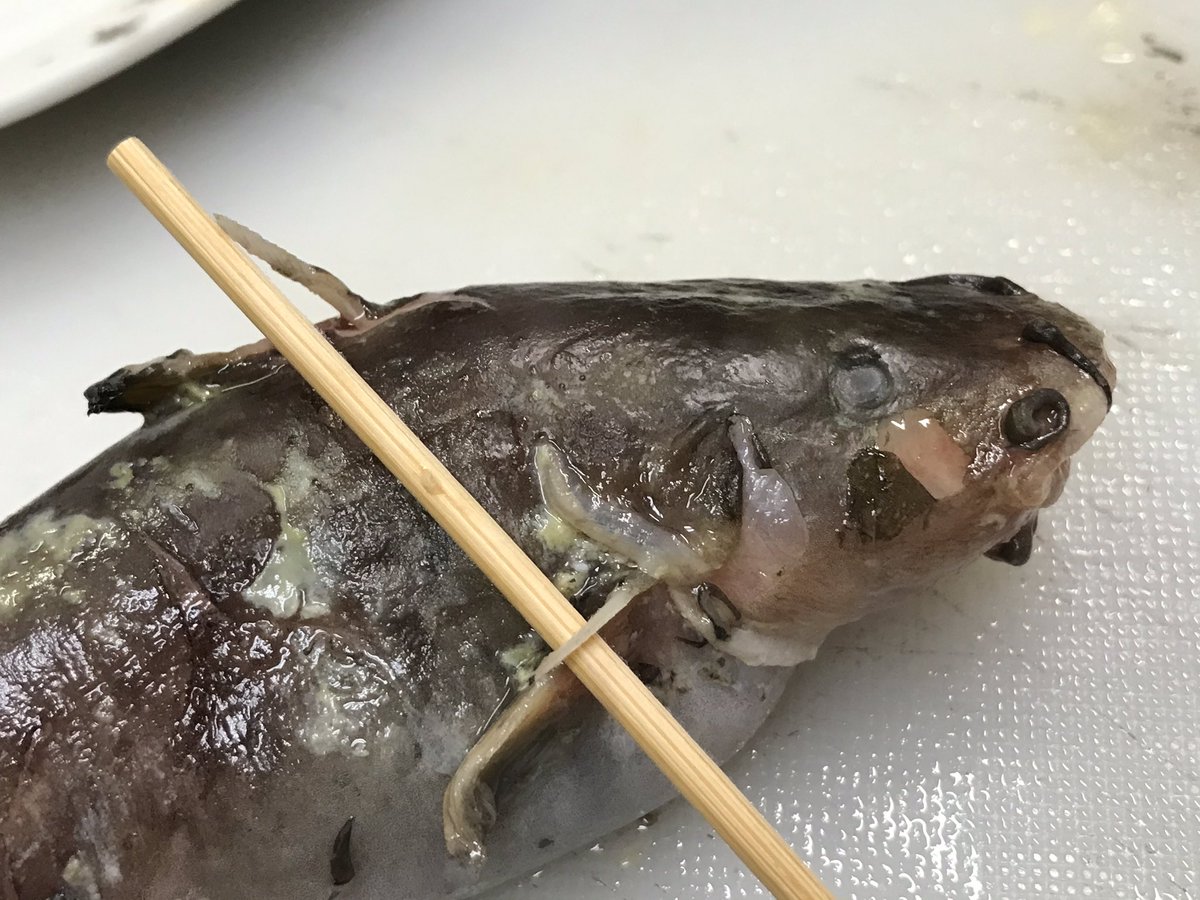 外道を食べよう ゴンズイと釣り餌 Togetter 外道を食べよう ゴンズイと釣り餌 Togetter