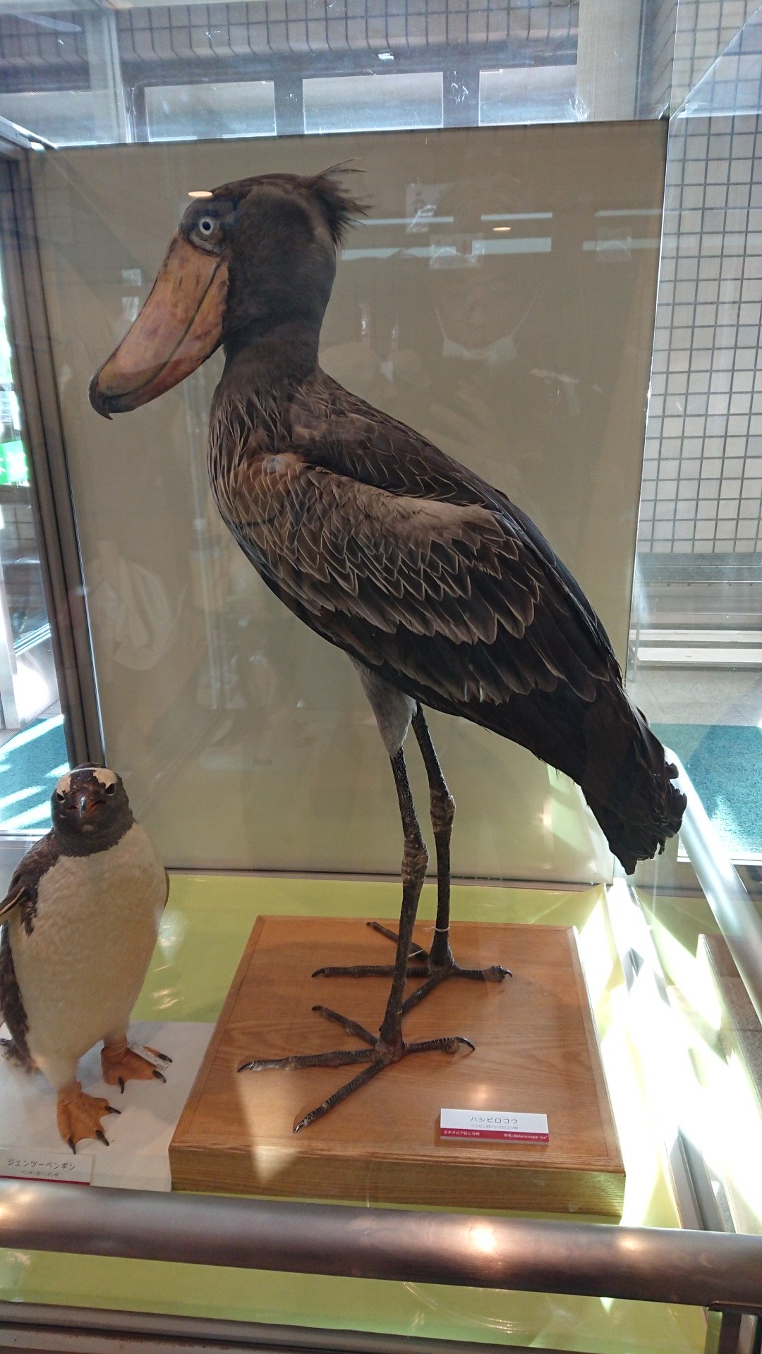 原画 鳥 ハシビロコウ #133 アクリルガッシュ】ハシビロコウの色塗りメイキング：painting