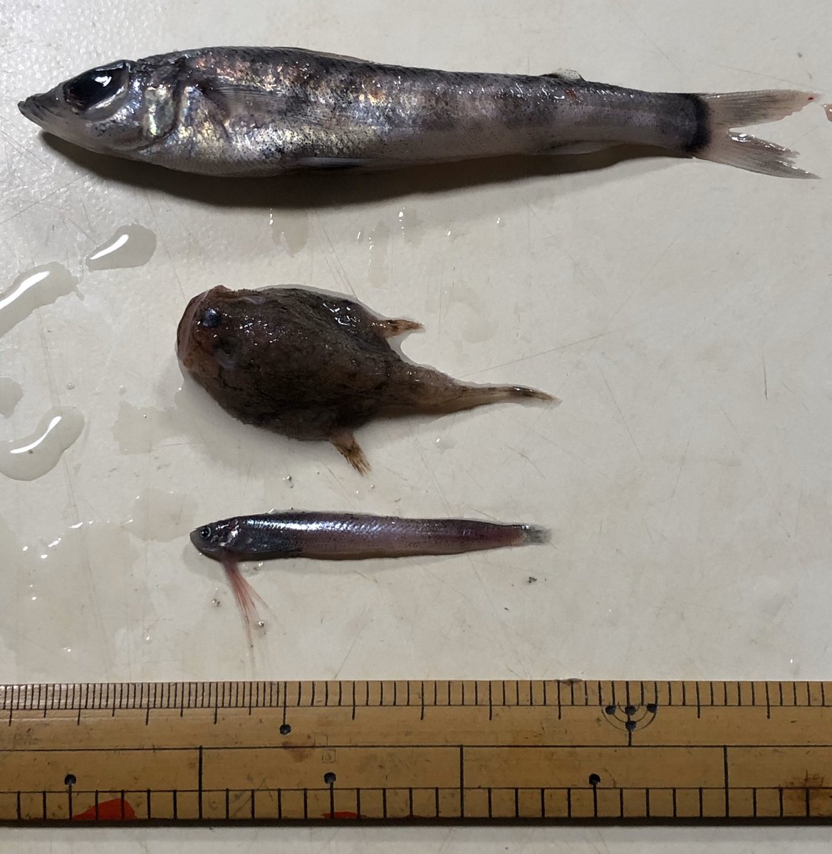 オラ魚が知りてぇ オラ魚が知りてぇ