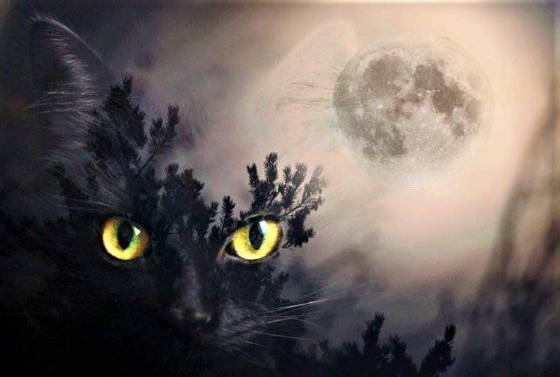 TheGreatCat1's tweet photo. Can your Cat See Spirits? https://t.co/M4PvXh8t8M #cats #catspirit #catghost #ghosts https://t.co/Ceig31s08F