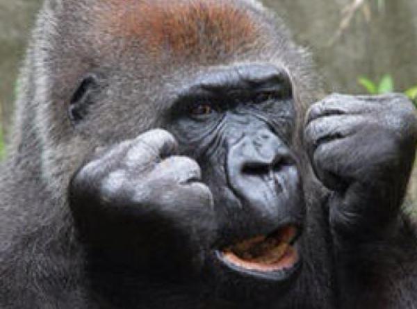 Takuya در توییتر ぶりっ子ゴリラ