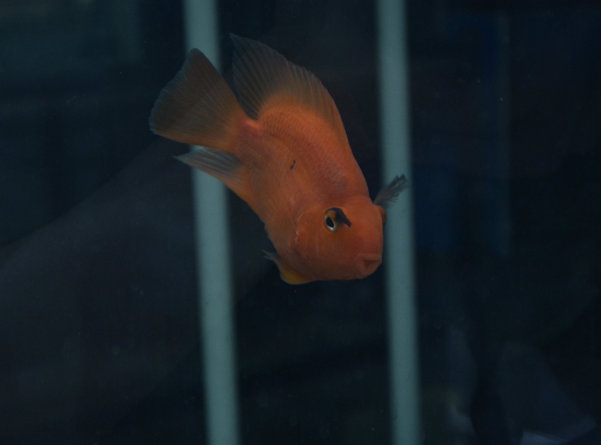 アクアリウムプロショップピンポイント キングコングパロットファイヤーです 外の歩道からご覧にいただける為 皆様立ち止まってご覧頂いております 稀に黒い柄が入った個体もおり こちらは眉毛のようになっていて とても可愛らしいです キングコング