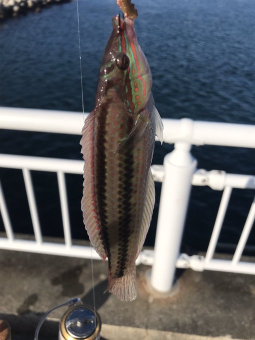 友達と釣り行ってきた
わーいたーのしー! 