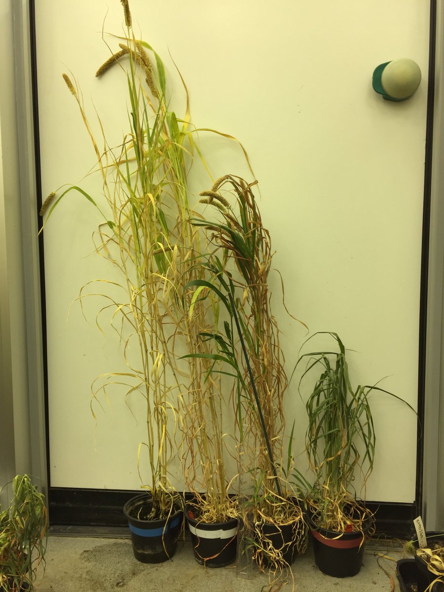 My millet watering experiment came out (unexpectedly) yesterday! 
tl;dr isotopes in C4 plants are complilcated - don't use plant isotopes in isolation
Thanks to all who've tweeted already, and have some photos!
@UCamArchaeology #Rladies #openaccess #archaeologicalscience