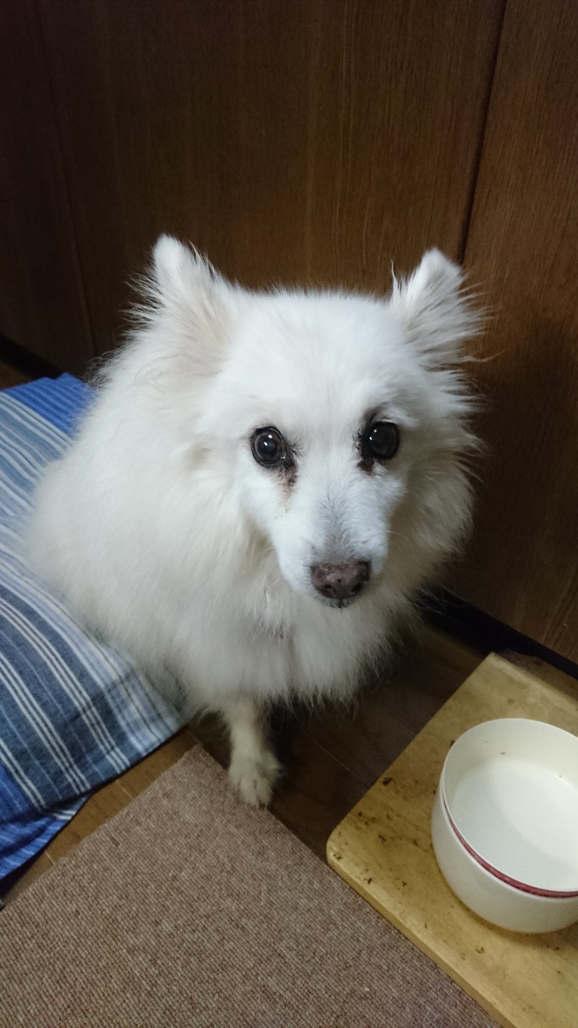 大類紫泉 うちのスピッツが可愛いすぎる件について 犬好きさんと繋がりたい 犬 Dog わんこ 日本スピッツ T Co W6hdhqb3ym Twitter