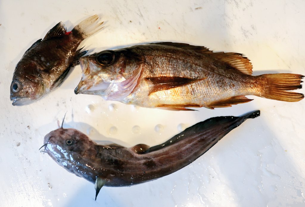 のん 365日野草生活 多摩川野草会代表 今日の釣り魚料理 クロイシモチ ゴンズイの唐揚げ クロイシモチ香ばしい ほとんど顔 エラとアラとって丸揚げ メバル ゴンズイの煮付け メバル水っぽく柔らかい 小骨少なく食べやすい ゴンズイ のん 365日野草生活 多摩川野草会代表 今日の釣り魚料理 クロイシモチ ゴンズイの唐揚げ クロイシモチ香ばしい ほとんど顔 エラとアラとって丸揚げ メバル ゴンズイの煮付け メバル水っぽく柔らかい 小骨少なく食べやすい ゴンズイ