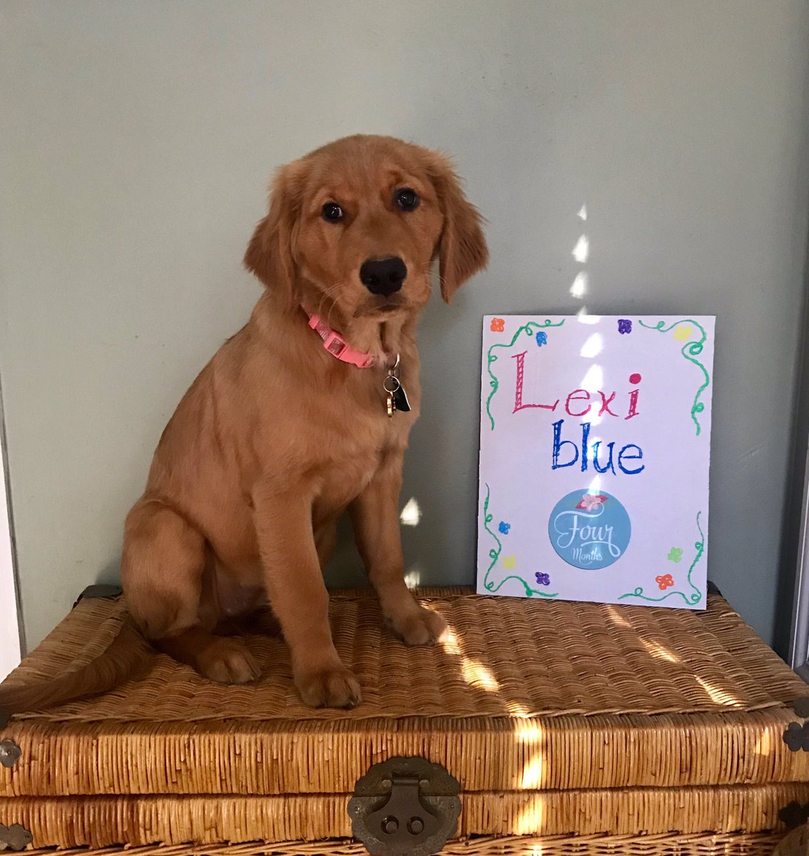 LexiBlue16's tweet photo. I am so excited that mom is making me sit her for another picture celebrating my 4th month birthday!! https://t.co/NUCnx5doS8