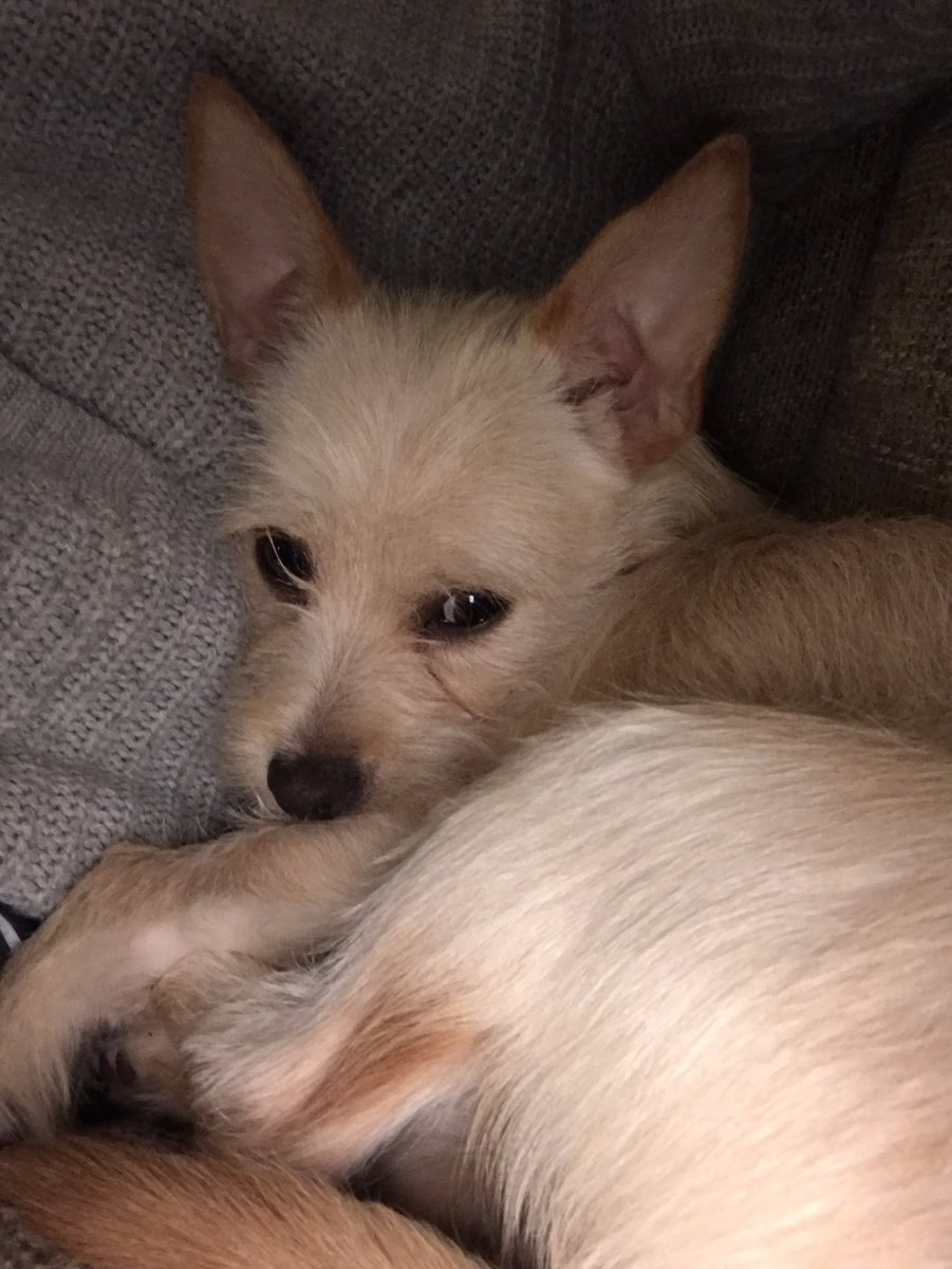 LadyLevelUp's tweet image. Puppies are so tiring! She’s lucky she is so stinking cute!