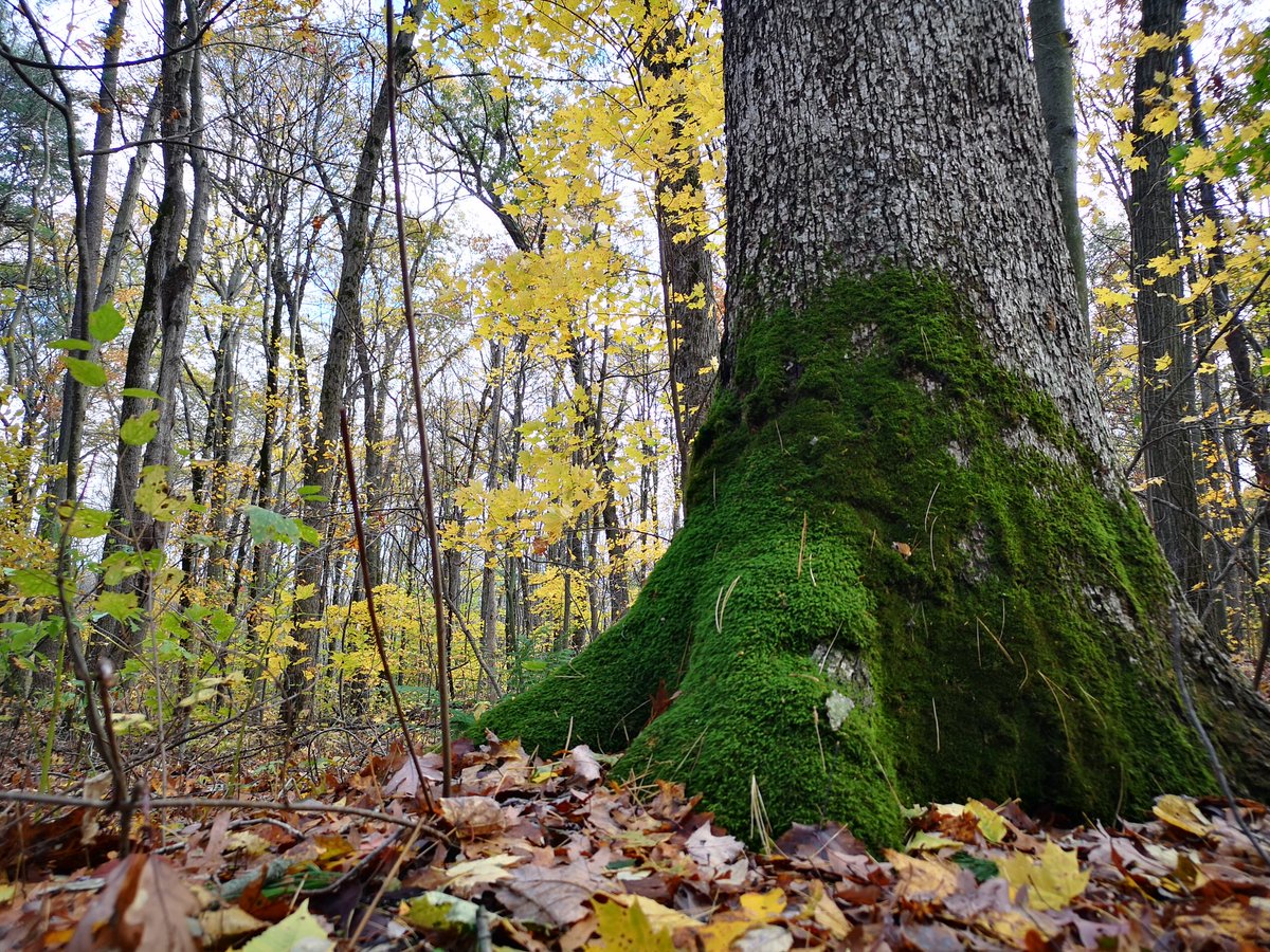 WorkCabin's tweet photo. Autumn views in Backus Woods yesterday #NatureDestinations #getoutside https://t.co/3eGx7OkjOY