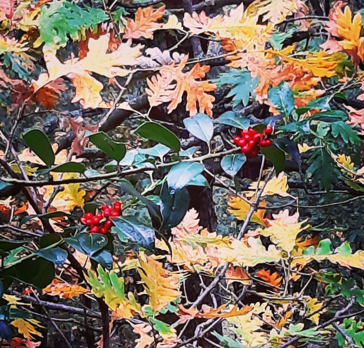 CasErn1's tweet photo. Autumn trick or treat colours. Colores de otoño.
#guadarrama #pnguadarrama #sierraguadarrama #sierradeguadarrama #sierrademadrid #parquenacionalsierradeguadarrama #parquenacionalsierradeguadarrama 
#cercedilla #landscapephotography #photography #nature https://t.co/VJukbCwCqi