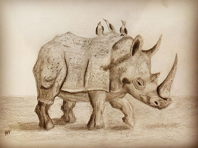 Final #rhino #sketchendeavour #pencildrawing #pencilsketch #cansonpaper