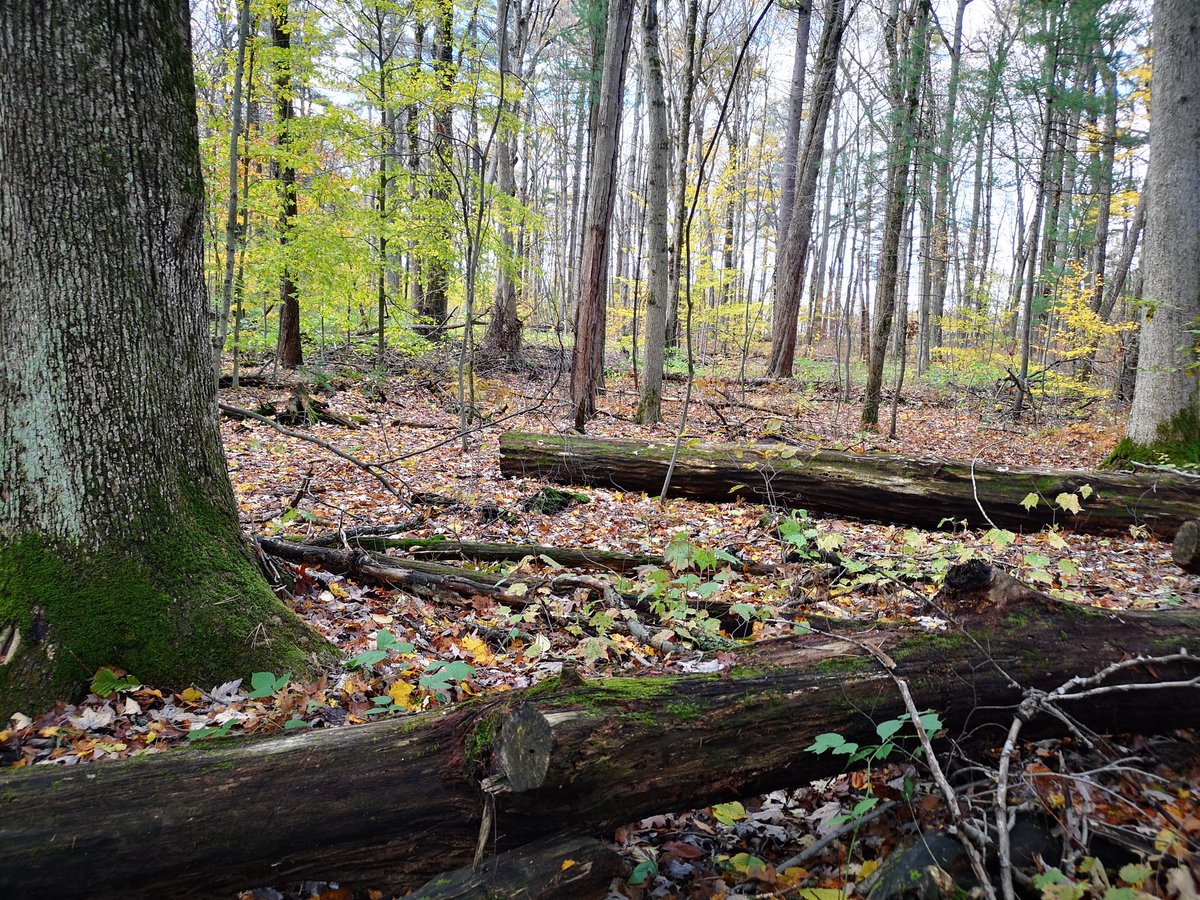 WorkCabin's tweet photo. Autumn views in Backus Woods yesterday #NatureDestinations #getoutside https://t.co/3eGx7OkjOY