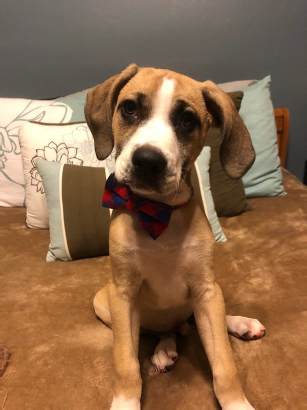 MelissaSHunt's tweet photo. Have you ever seen anything cuter? This is one of @LindsayLong01 foster pups. Oliver is sweet & loves everything and everyone. Theyโre working on crate training, potty training and walking on a leash. Heโs available for adoption through @countryroadsokc #bowtiepup #adoptoliver https://t.co/68jgvqwwtu