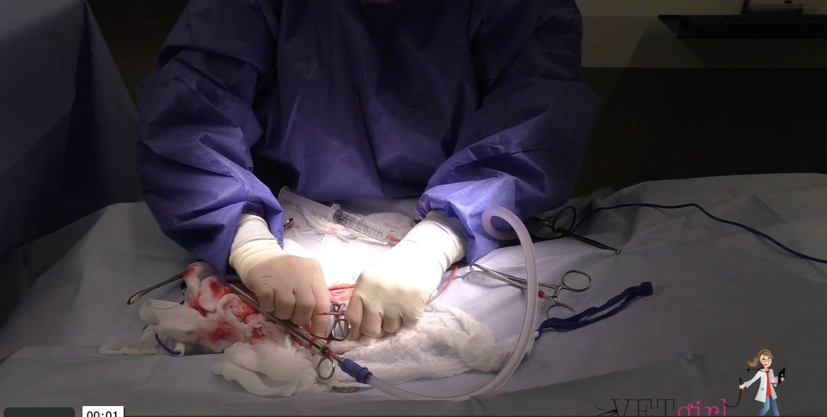 VetGirlOnTheRun's tweet photo. Do you know how to perform a #cystotomy? Check out this #VETgirl #Blog for cystotomy support! #Veterinary #VetMed #VetTech https://t.co/0rEFdlI48K https://t.co/6Kygl3zjdq