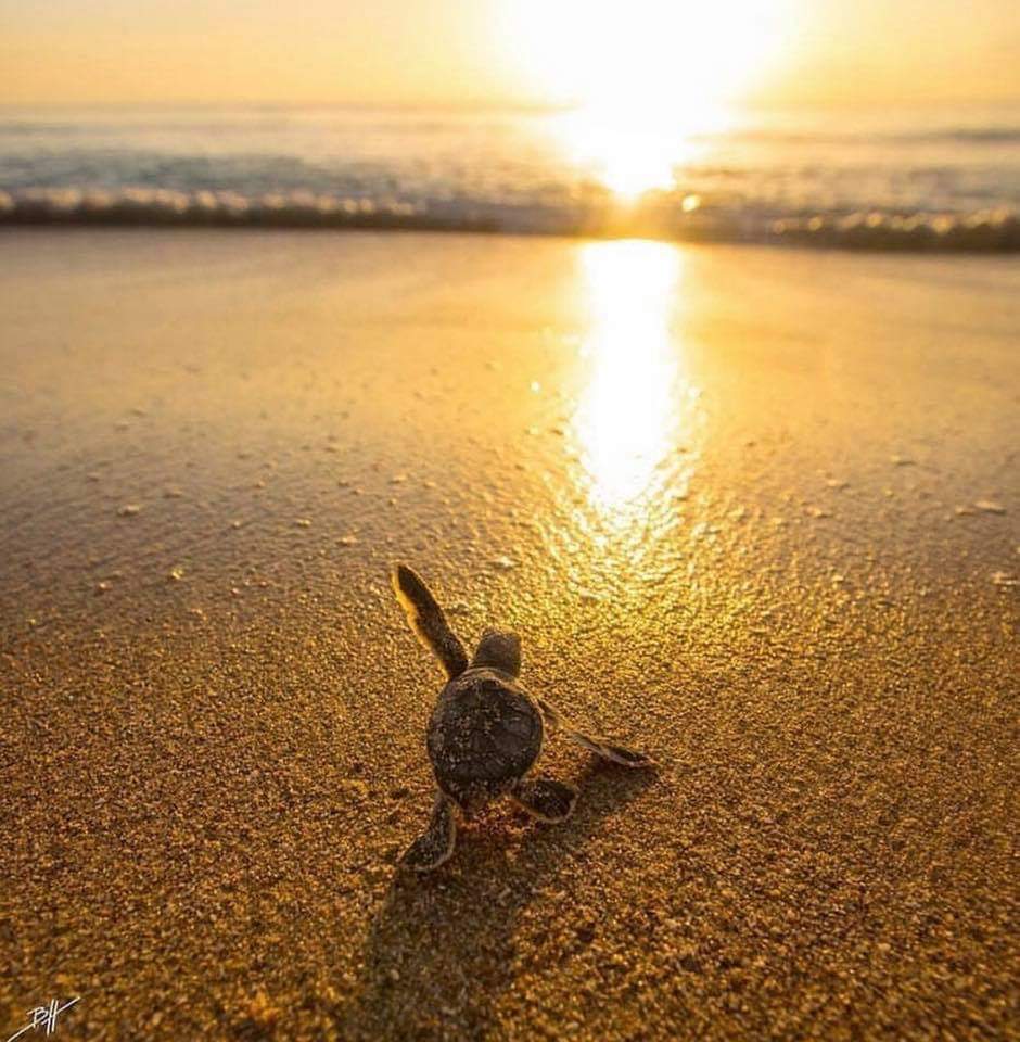 LibertadEnVida's tweet photo. El comienzo de una gran aventura!! 😍🐢 https://t.co/82my5Ouvd3