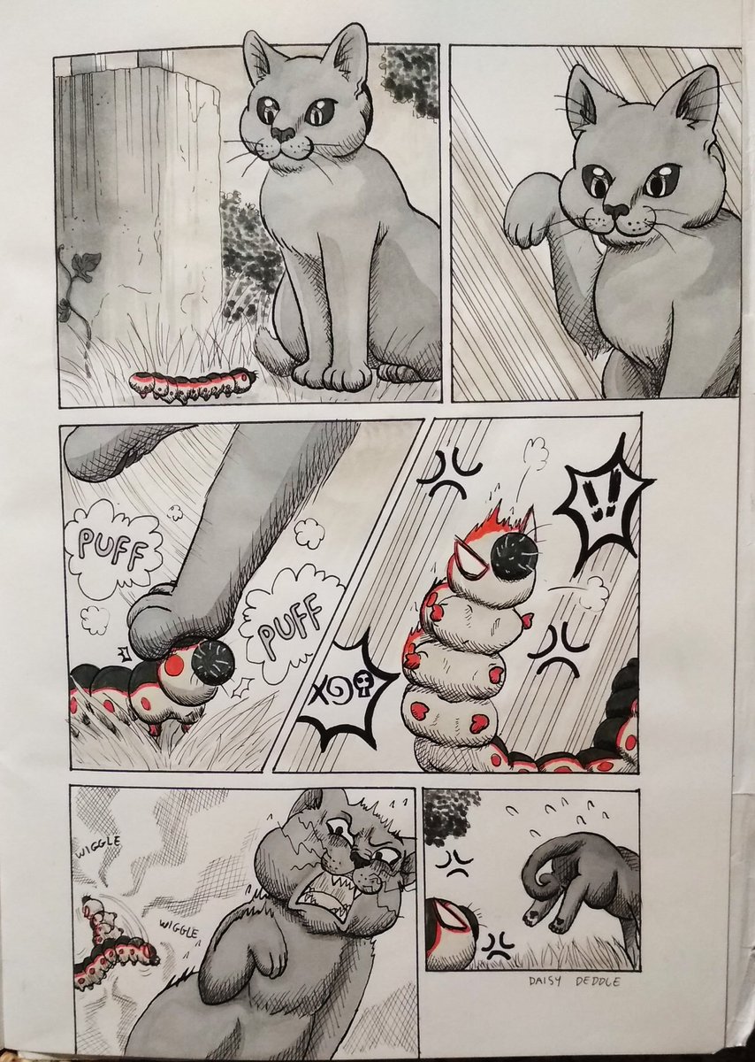KazeNekoNoDaisy's tweet photo. Based on a true story.
#shikokuthecat #greycat #korat #cat #comic #manga #traditionalart #ink #comicpage #tavola #daisydeddle #neko #pittartistpen #winsorandnewton #dippen #funny #caterpillar #cossuscossus https://t.co/AQxcvO91ew