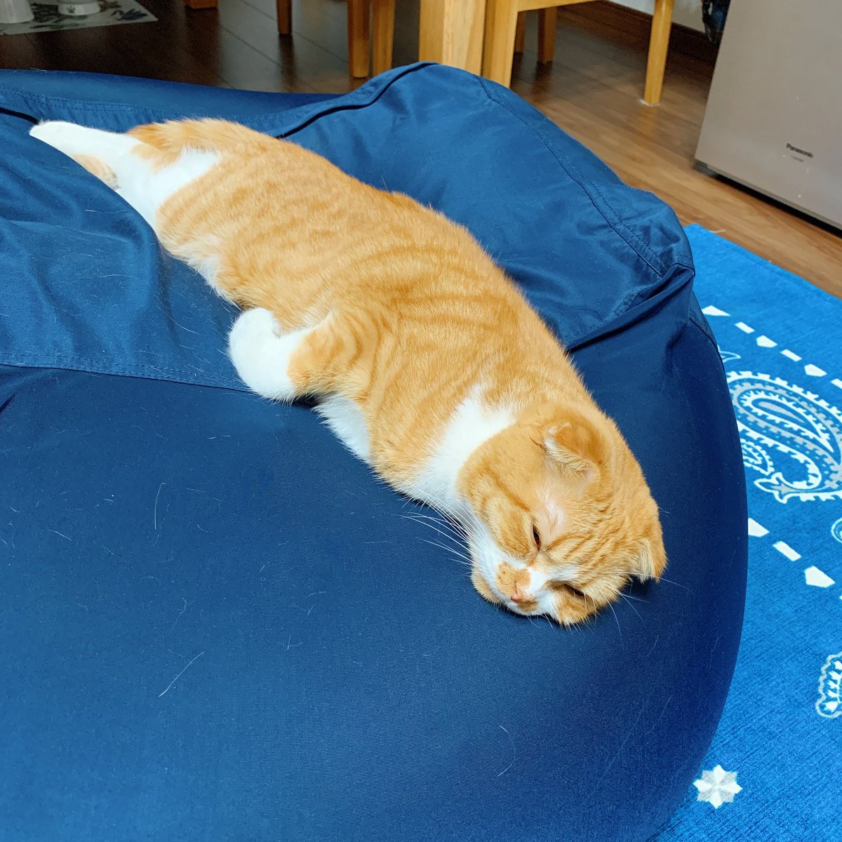 ゆめきち猫 Pa Twitter でっかいビーズクッション ニトリ版人をダメにするクッション 買ったんだけど 猫氏が使うんだよねぇー