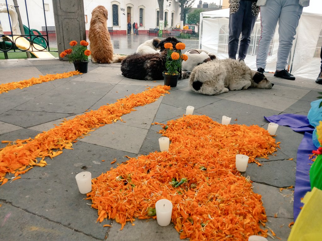 DefAnimalMX's tweet photo. #HaciendoGuardia ofrenda elaborada por #CAPULCAN son perros comunitarios esterilizados, vacunados y retornados por el Centro de Control y Bienestar Animal @TolucaGob a través del Control Ético y Humanitario #DiaDeMuertos por aquellos que vivieron sufrieron y murieron abandonados https://t.co/Qcj5cJqza4